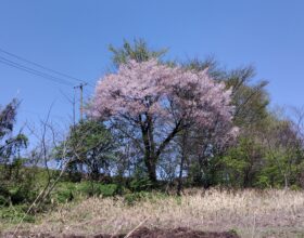 千寿荘の山桜