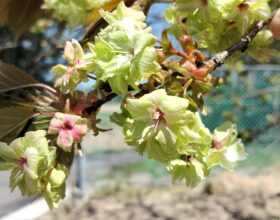 緑の桜、見つけました。