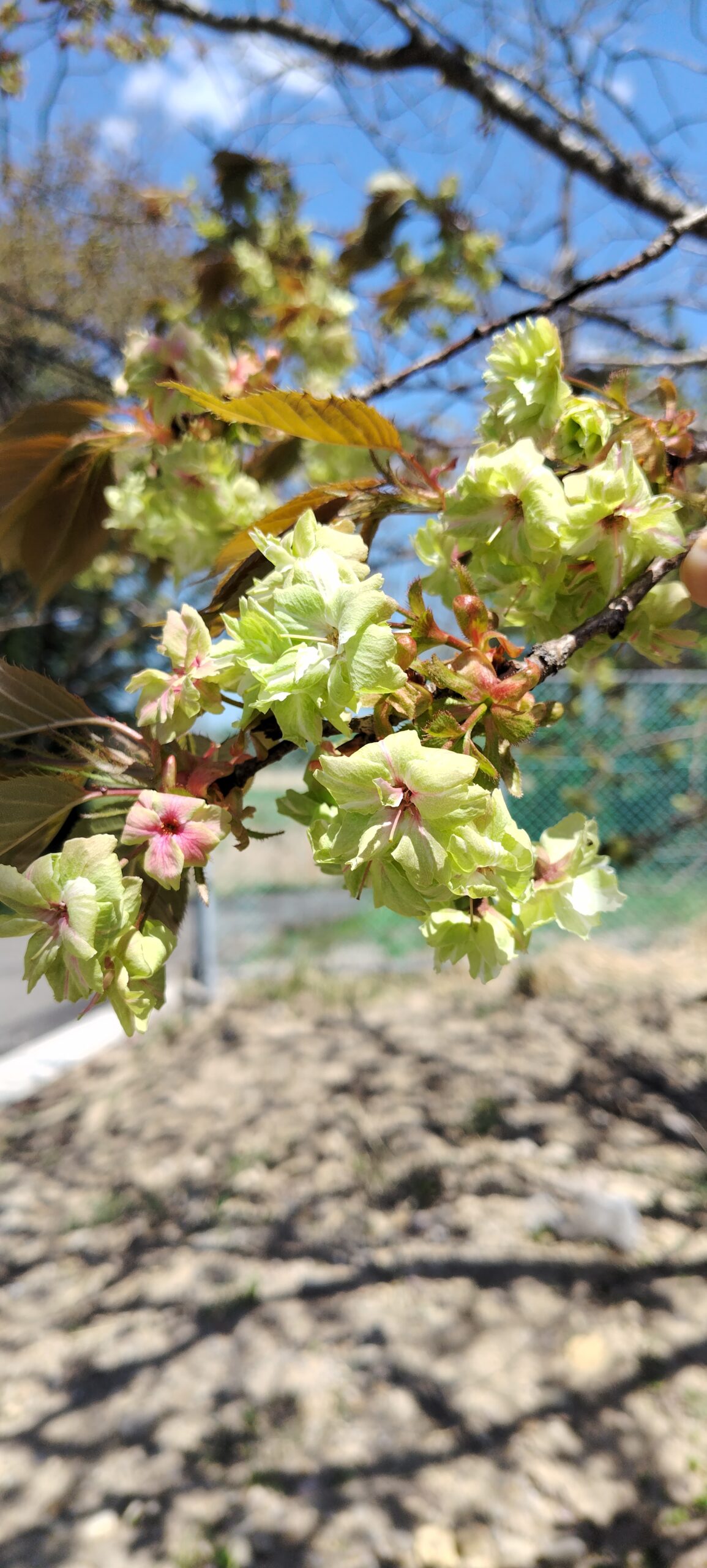 緑の桜、見つけました。